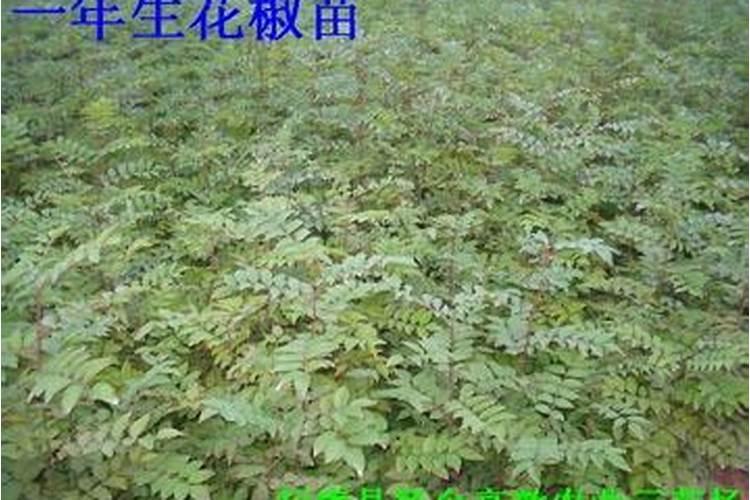 大红袍花椒苗怎么施肥最好