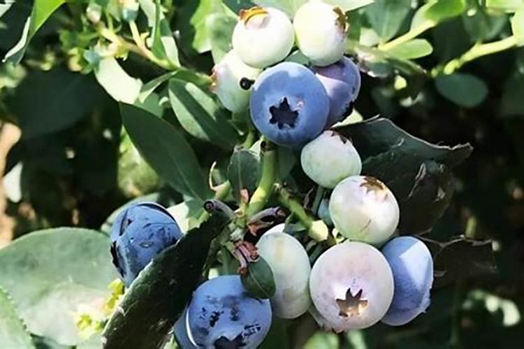 昙花用什么肥料浇最好