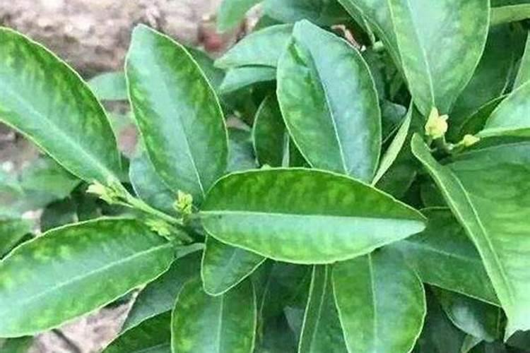 板栗树用什么叶面肥好？