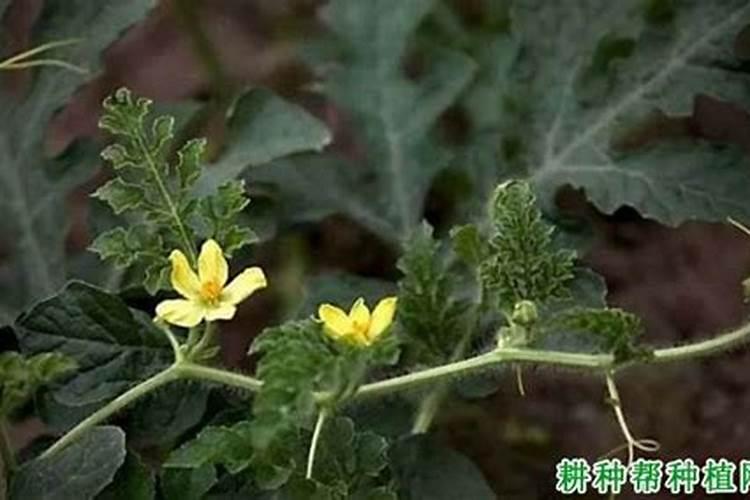 西瓜施什么肥料最好