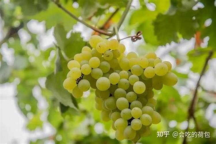 含磷高的肥料有哪些