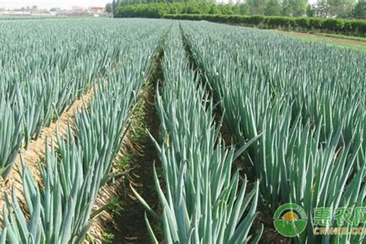 大葱高产管理措施!大葱后期施什么肥料好？