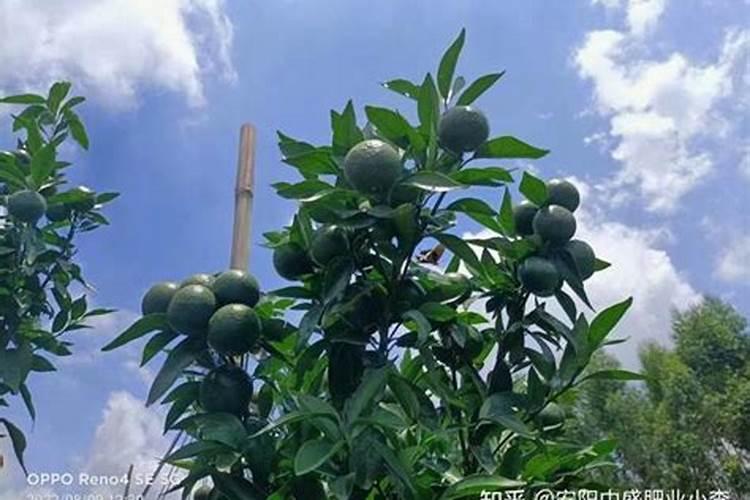 鱼蛋白肥料的功效与作用