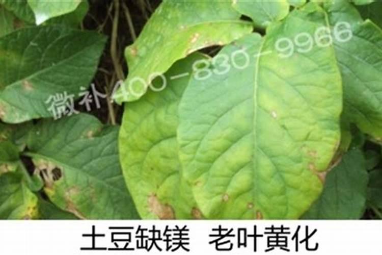 开花用什么肥料