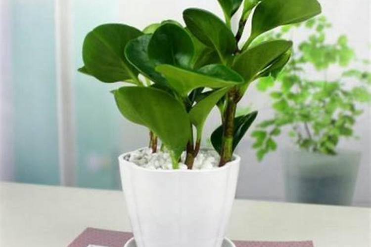 兰花一个月浇一次水行吗