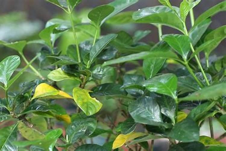 栀子花花苞期怎么施肥