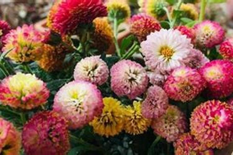 木菊养殖方法 养殖木菊花方法介绍