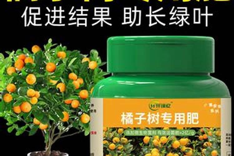 橘子树怎么管理