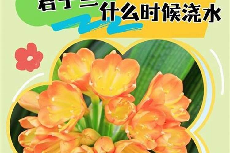 广西垂青旺财好懒人肥(柑橘)一桶价格多少？