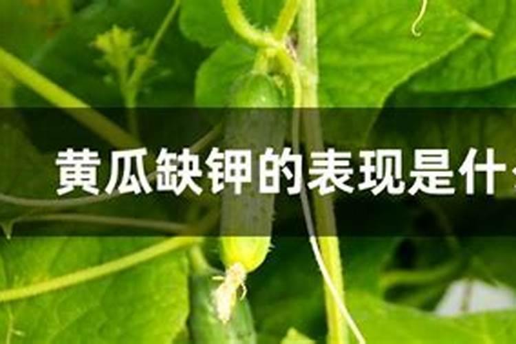 沃柑放过磷酸钙有什么好