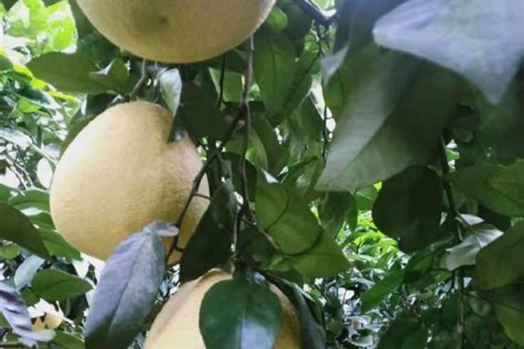 什么原因导致马家柚只开花不结果呢？农户们该采取哪些措施？