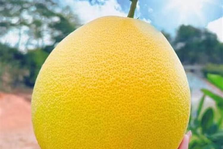 马家柚开花时期叶子焦了是为什么