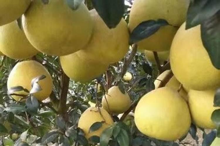 红心柚适合种植的条件 马家柚种植技术