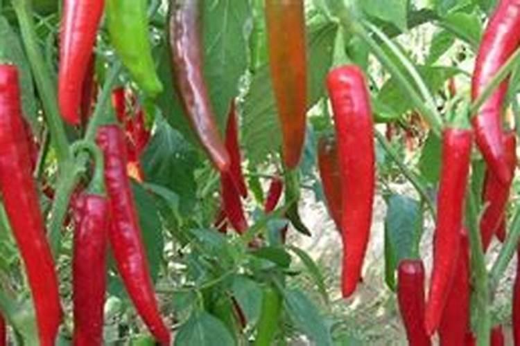 苹果树施肥