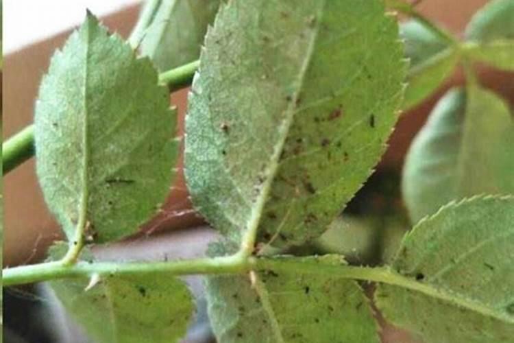 磷肥对植物的作用和用量 磷肥促进哪部分生长