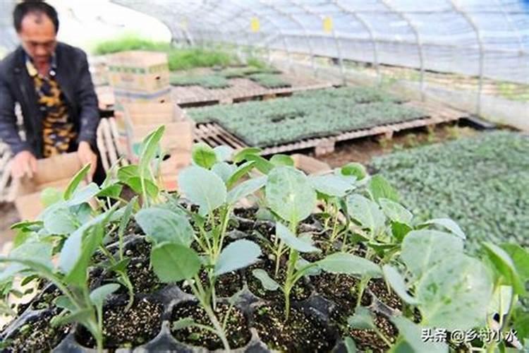 种韭菜用什么肥料好