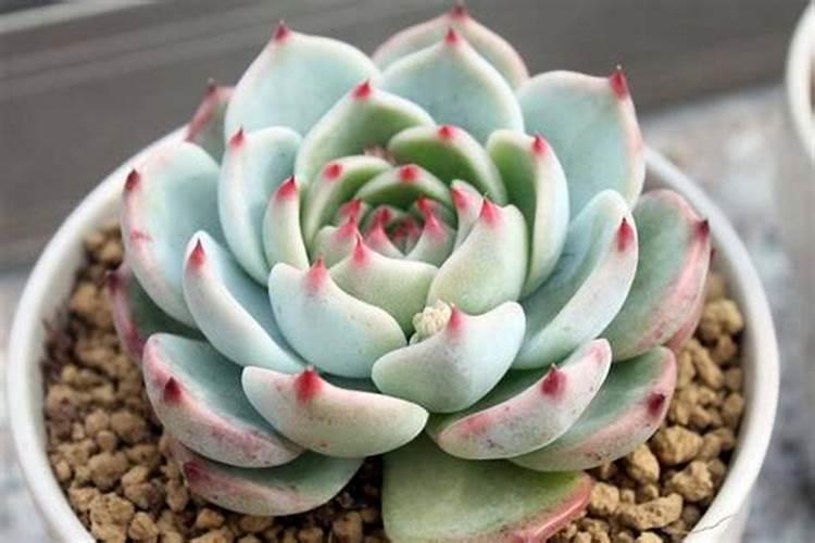 早熟苹果什么时候施钾肥最好？