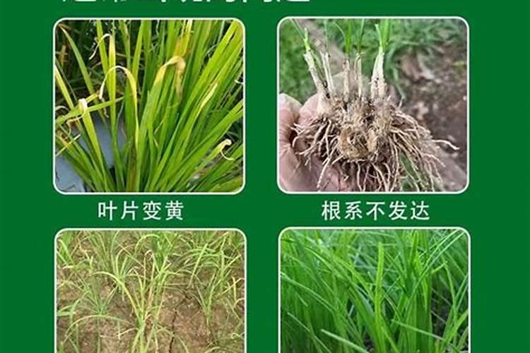 氮肥包括哪些肥料