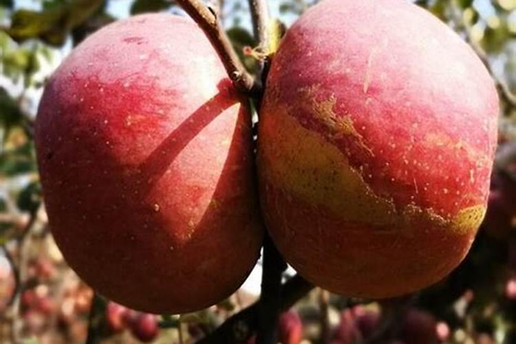 果树花期补硼、花后补钙,补错了果子当然长不好