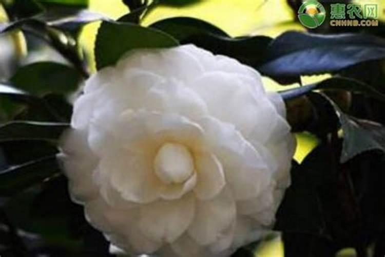 秋季怎样给茶花施肥