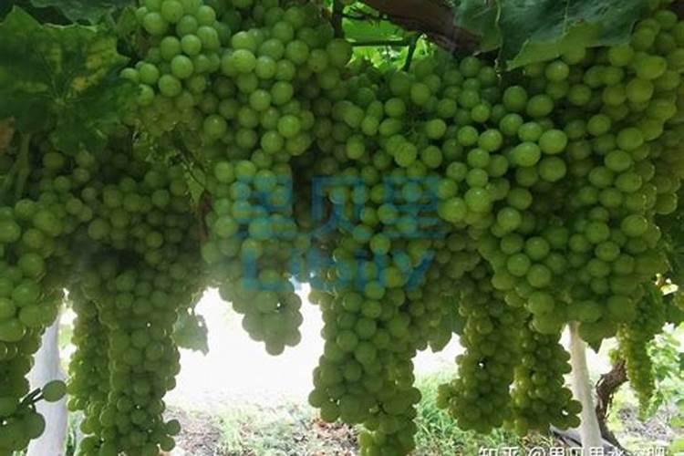夏黑葡萄转色期喷几次磷酸二氢钾叶面肥？
