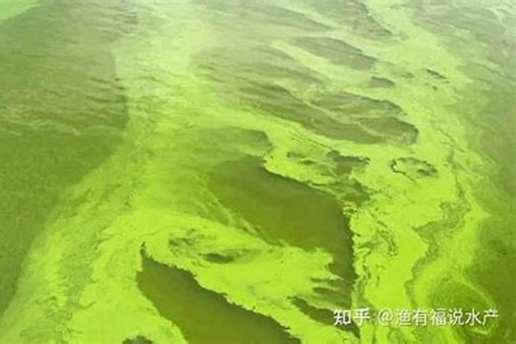如何杀蓝藻