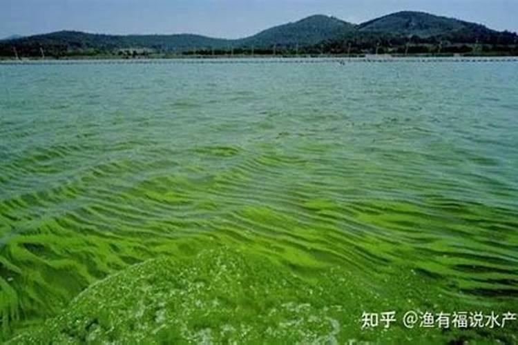 鱼塘里面有蓝藻了怎么控制？