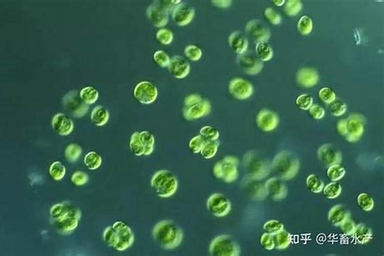 蓝藻鱼怎么养才能更旺盛 鱼塘有蓝藻鱼怎么养活