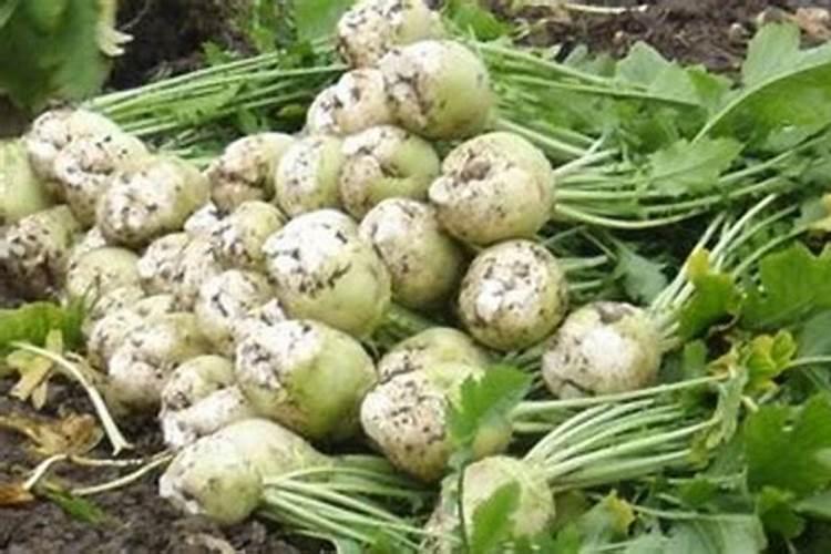油菜田除草剂可用于大头菜田除草吗？