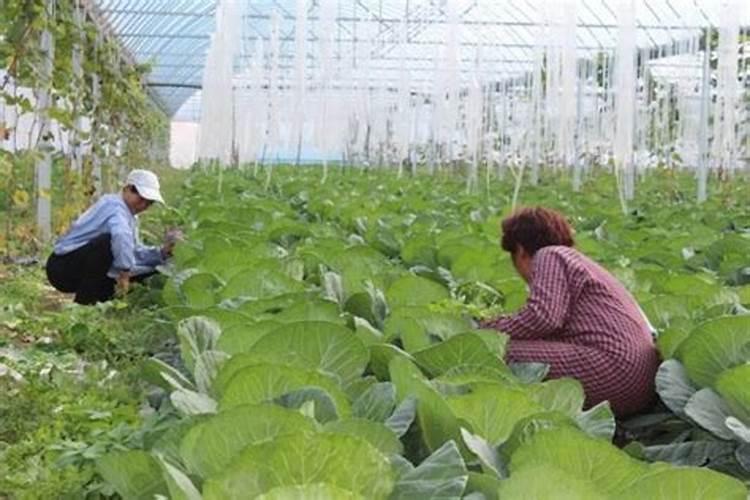 大头菜施肥用什么肥料最佳