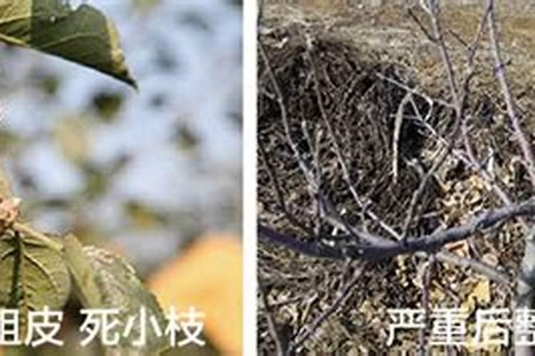 果树需要哪几类营养物质
