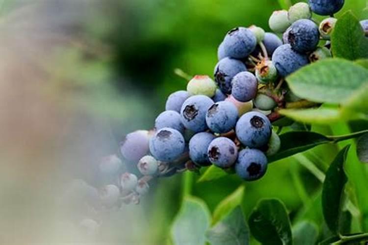 蓝莓开花结果期施什么肥好