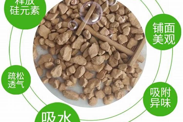 西兰花黑腐病防治措施有哪些