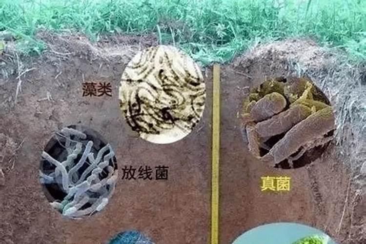 土豆前期要打什么药