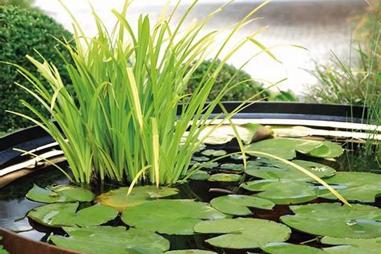 如何培育绿宫水生植物？