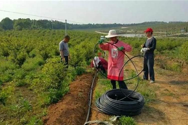 草木灰作花肥如何？