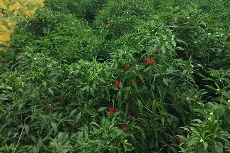 辣椒转红慢、色相差 ？用辣椒转色素,一招搞定!