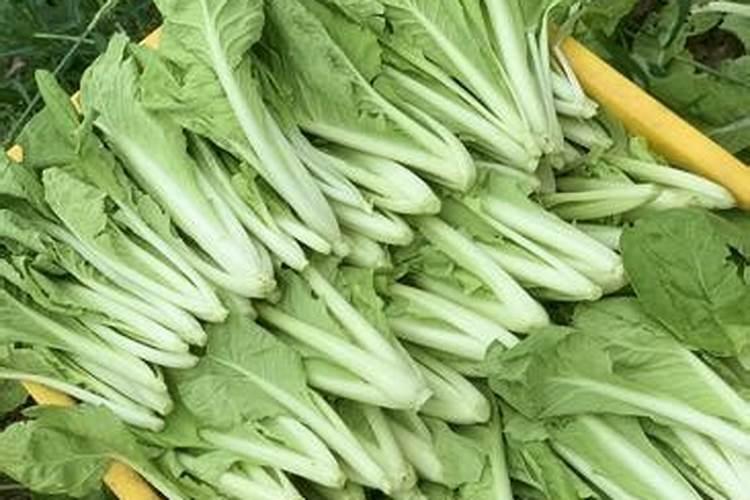 大白菜用什么肥料追肥(上几次肥最好,什么时候用肥)