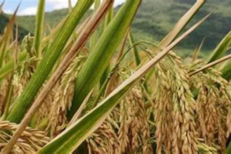芸苔素内酯水稻使用量
