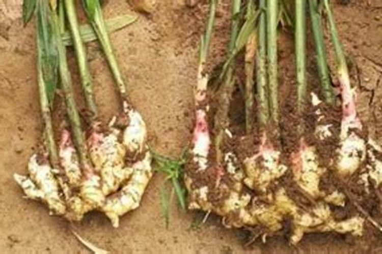 鱼蛋白肥是什么？