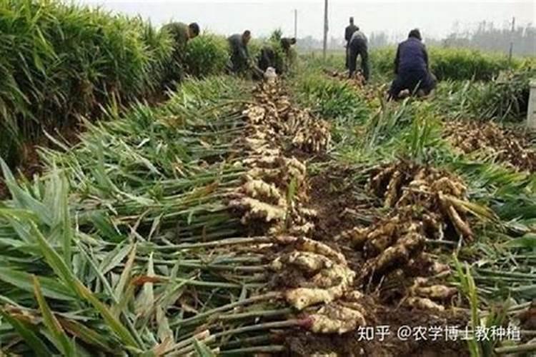 种植生姜该施什么肥料