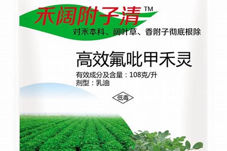 莲田什么时候打石灰好？