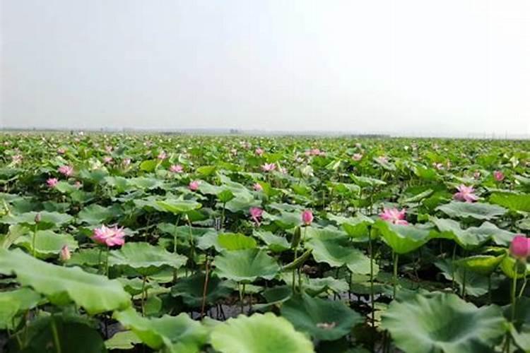 种植莲藕需用什么样的复合肥？