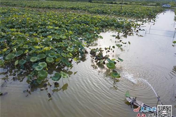 莲藕种植如何施肥使用什么肥