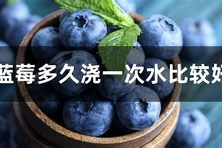 蓝莓开花期怎样浇水施肥