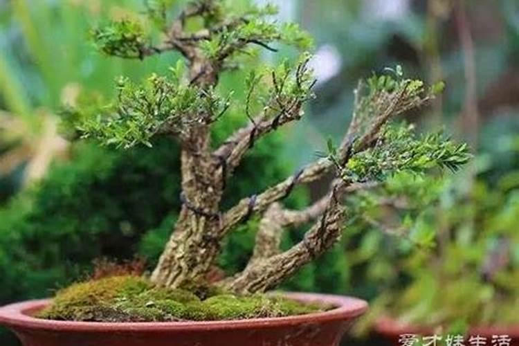 高磷肥料对植物的作用