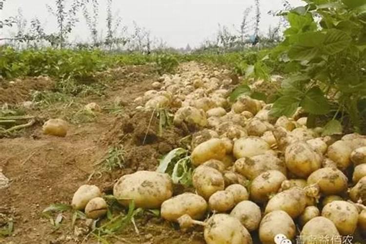 芸苔素内酯可以滴灌冲施吗一亩地冲是多少？