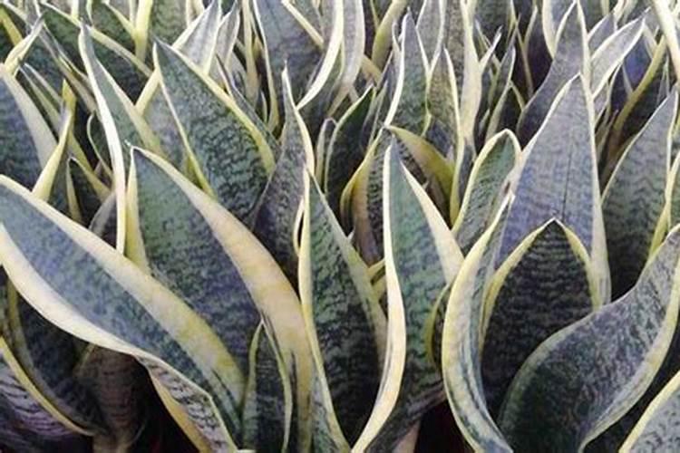 白玉虎皮兰如何养殖