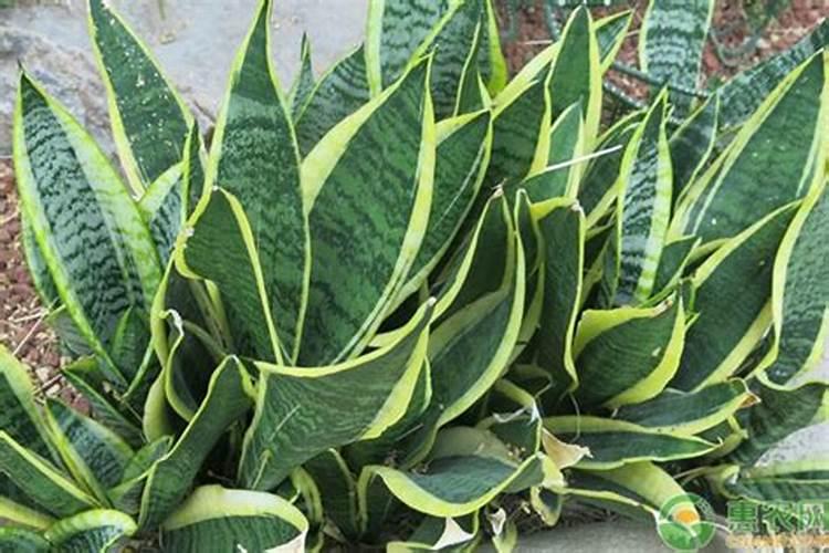 虎皮兰施什么肥好