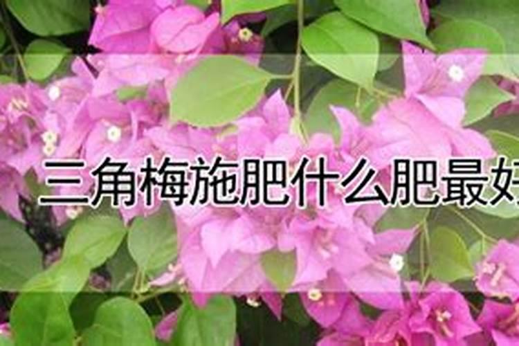 优质专用小麦如何合理施肥(小麦怎么施肥最好)